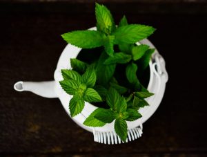 Effect Peppermint on Oral Halitosis Treatment