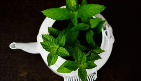 Effect Peppermint on Oral Halitosis Treatment